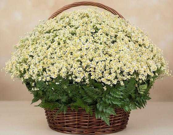 Цветочная композиция из Ромашки в корзине в Хатажукае